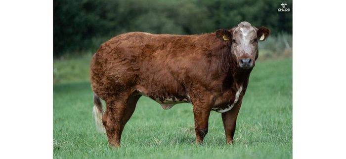 Show cattle - In Calf and Maiden Heifer sale