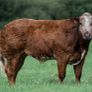 Elphin Mart- In Calf and Maiden Heifer sale Image 9