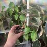 Baby Alocasia Pink Dragon (Elephant Ear) Image 2
