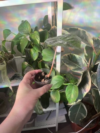 Baby Alocasia Pink Dragon (Elephant Ear)
