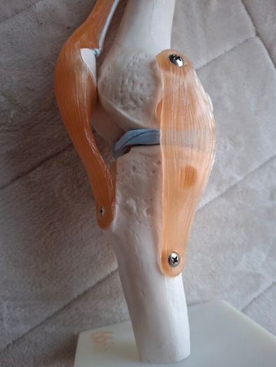 Life Size Flexible Knee Joint Anatomical Model Skelton Functional Ligament Medical Model in Perfect Condition
