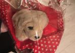 valentines beanie puppy with hearts