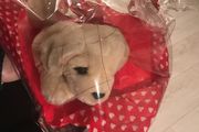 valentines beanie puppy with hearts