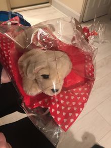valentines beanie puppy with hearts