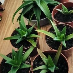 Cacti succulents
