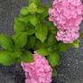 Hydrangea Image 4