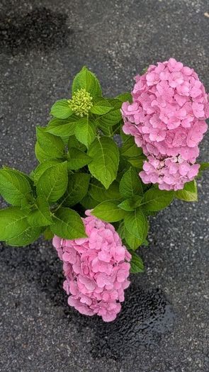 Hydrangea
