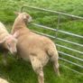 Purebred charollais ram and ewe lambs Image 4