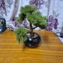 Bonzai Tree Image 5