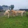 Organic  Cattle  Heifers Image 7