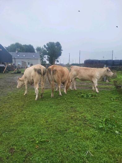 Organic  Cattle  Heifers