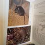 Wild Animals of The British Isles by Maurice Burton (HQ523) Image 5