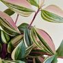 Tradescantia Tricolour large plant Image 5