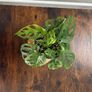 Monstera adensonii/ Swiss cheese plant house plant Image 2