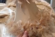 lamp shade