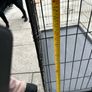 Large Dog Crate Image 4