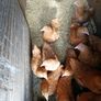 Pullets Image 2
