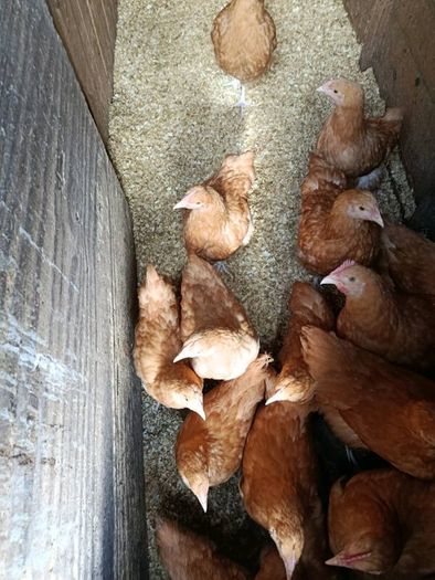 Pullets