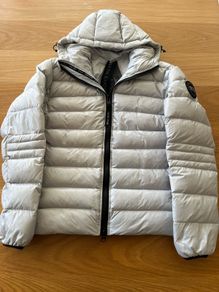 White canada goose