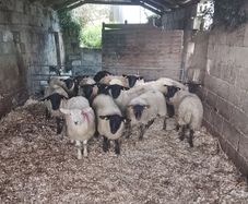Suffolk Ewe Lambs