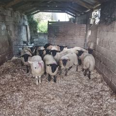 Suffolk Ewe Lambs
