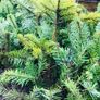 Plants and trees and Japanese acers Image 4