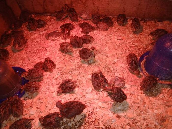 Quail Chicks