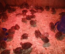 Quail Chicks