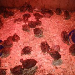 Quail Chicks