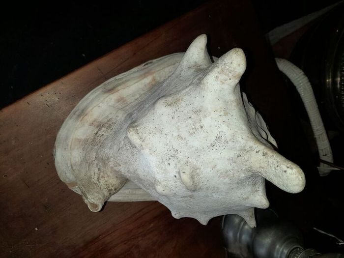 Pair Of Vintage Conch Shells