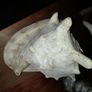 Pair Of Vintage Conch Shells Image 6