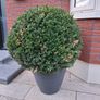 Topiary Ball Buxus Image 2