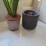 Sansevieria Laurentii planter Image 5