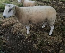 Sheep