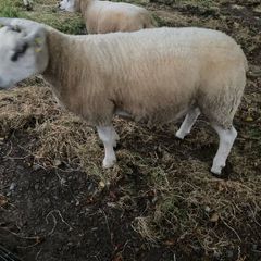 Sheep
