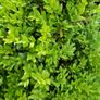 Potted plant Image 2