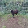 Purebred Registered Zwarble Ram Image 3
