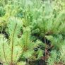 Japanese maples and Native irish Trees & Shrubs Image 4