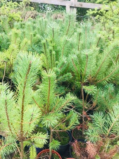 Japanese maples and Native irish Trees & Shrubs