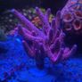 SPS Coral Frags Image 9