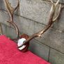 deer Image 3