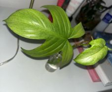 plant Florida White Ghost