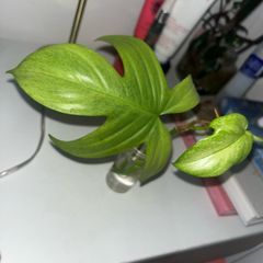 plant Florida White Ghost