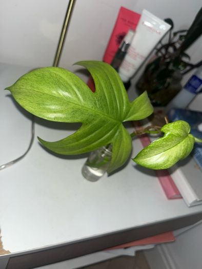 plant Florida White Ghost