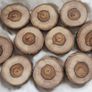 10 Laburnum wood blanks (25319) Image 2