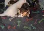 kittens free to good home