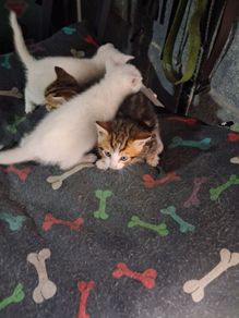 kittens free to good home