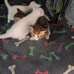kittens free to good home