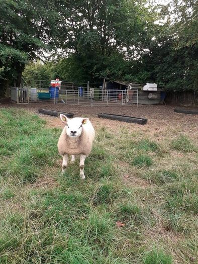 All types of Texel sheep (PBR).