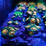 Rainbow Incinerator Zoa Image 8